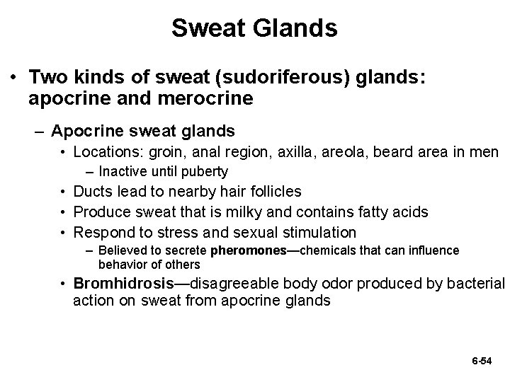 Sweat Glands • Two kinds of sweat (sudoriferous) glands: apocrine and merocrine – Apocrine Sweat Glands • Two kinds of sweat (sudoriferous) glands: apocrine and merocrine – Apocrine