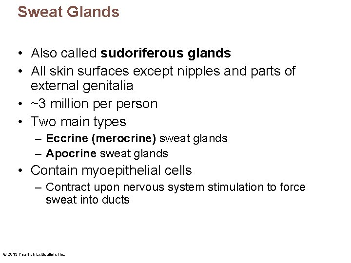 Sweat Glands • Also called sudoriferous glands • All skin surfaces except nipples and Sweat Glands • Also called sudoriferous glands • All skin surfaces except nipples and