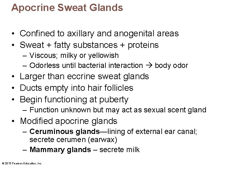 Apocrine Sweat Glands • Confined to axillary and anogenital areas • Sweat + fatty Apocrine Sweat Glands • Confined to axillary and anogenital areas • Sweat + fatty
