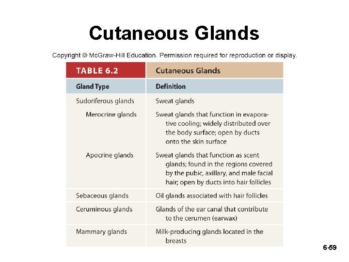 Cutaneous Glands 6 -59 Cutaneous Glands 6 -59