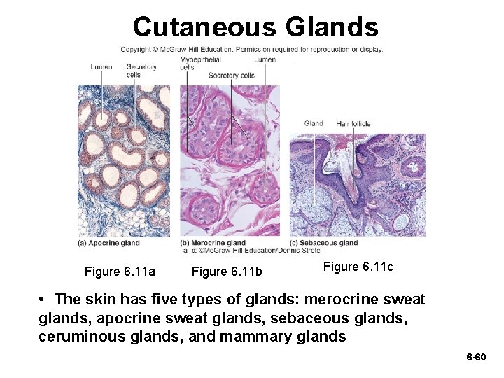 Cutaneous Glands Figure 6. 11 a Figure 6. 11 b Figure 6. 11 c Cutaneous Glands Figure 6. 11 a Figure 6. 11 b Figure 6. 11 c