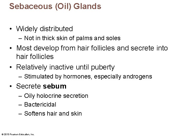 Sebaceous (Oil) Glands • Widely distributed – Not in thick skin of palms and Sebaceous (Oil) Glands • Widely distributed – Not in thick skin of palms and