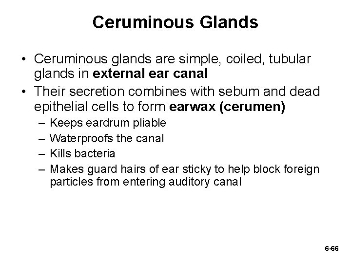 Ceruminous Glands • Ceruminous glands are simple, coiled, tubular glands in external ear canal Ceruminous Glands • Ceruminous glands are simple, coiled, tubular glands in external ear canal