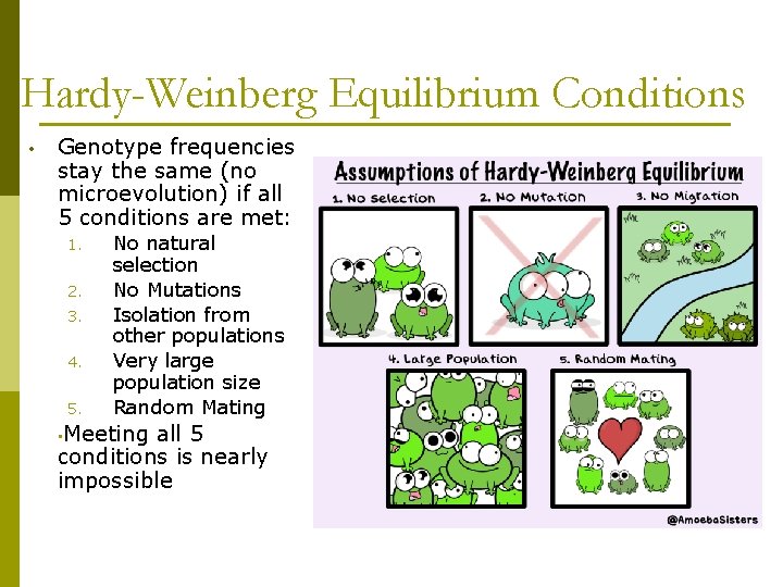Hardy-Weinberg Equilibrium Conditions • Genotype frequencies stay the same (no microevolution) if all 5