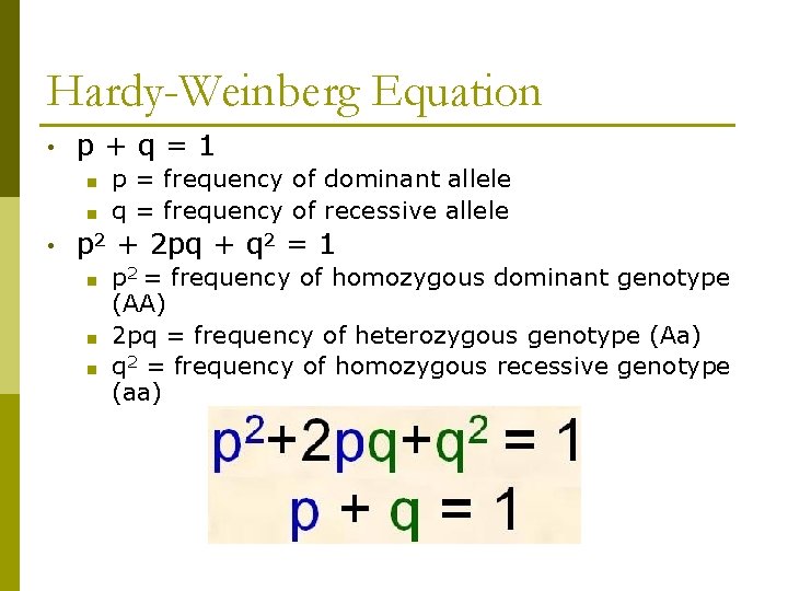 Hardy-Weinberg Equation • p+q=1 ■ • ■ p 2 ■ ■ ■ p =