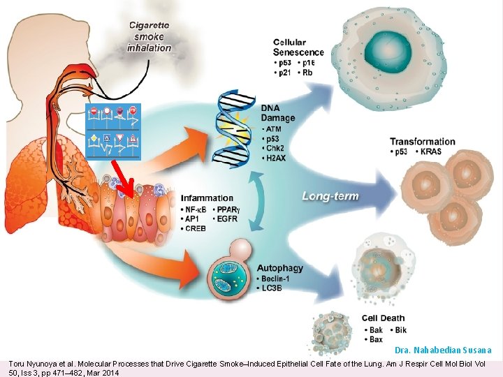 Dra. Nahabedian Susana Toru Nyunoya et al. Molecular Processes that Drive Cigarette Smoke–Induced Epithelial