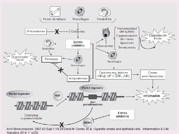 Arch Bronconeumol. 2007; 43 Supl 1: 18 -29 David M Comer, et al. Cigarette