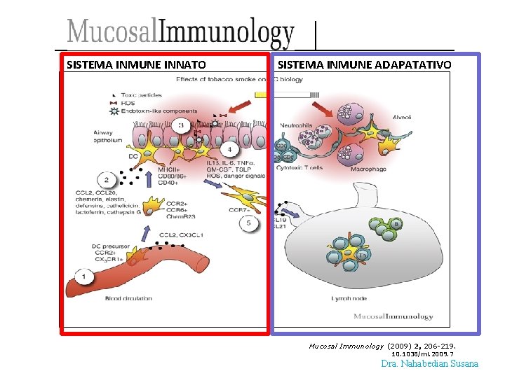 SISTEMA INMUNE INNATO SISTEMA INMUNE ADAPATATIVO Mucosal Immunology (2009) 2, 206 -219. 1038/mi. 2009.