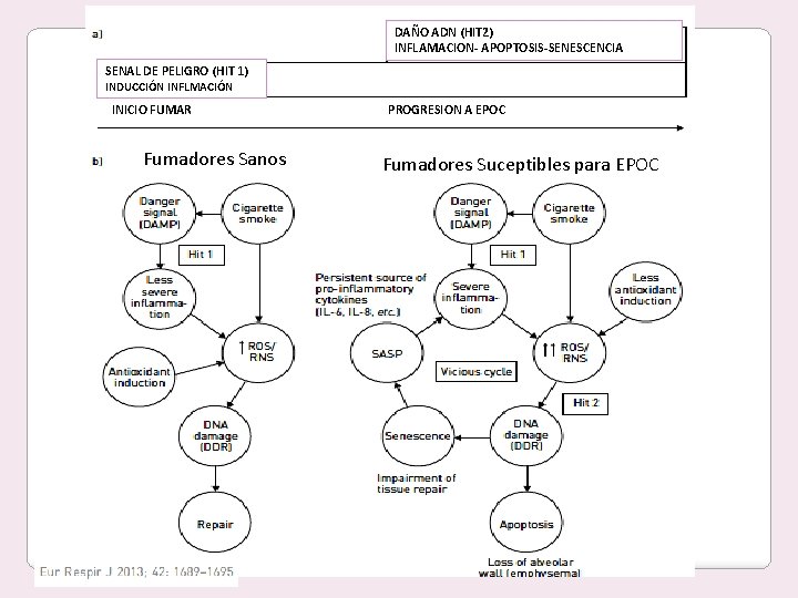 DAÑO ADN (HIT 2) INFLAMACION- APOPTOSIS-SENESCENCIA SENAL DE PELIGRO (HIT 1) INDUCCIÓN INFLMACIÓN INICIO