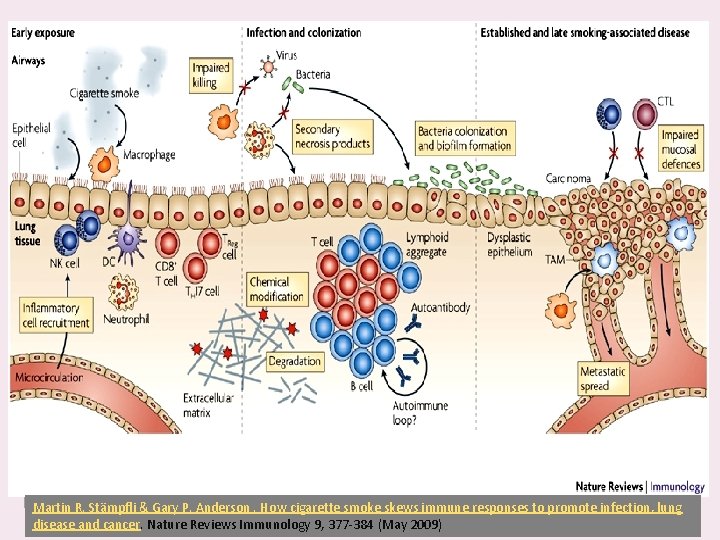 Martin R. Stämpfli & Gary P. Anderson. How cigarette smoke skews immune responses to