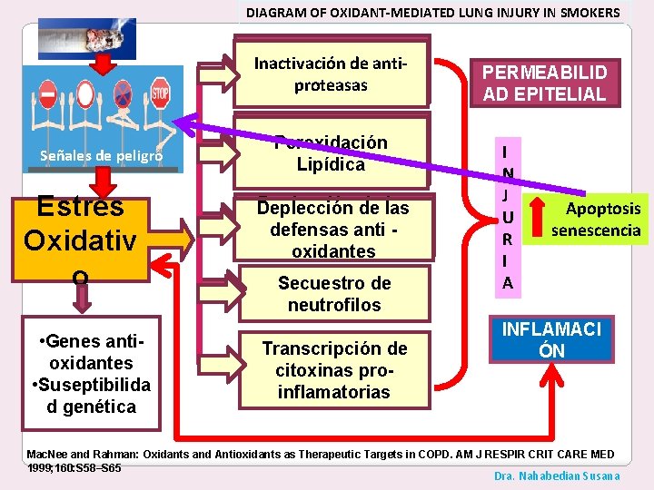 DIAGRAM OF OXIDANT-MEDIATED LUNG INJURY IN SMOKERS Inactivación de de anti. Inactivación proteasas Señales