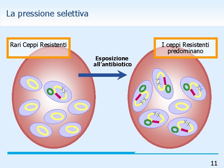 La pressione selettiva Rari Ceppi Resistenti I ceppi Resistenti predominano xx Esposizione all’antibiotico xx