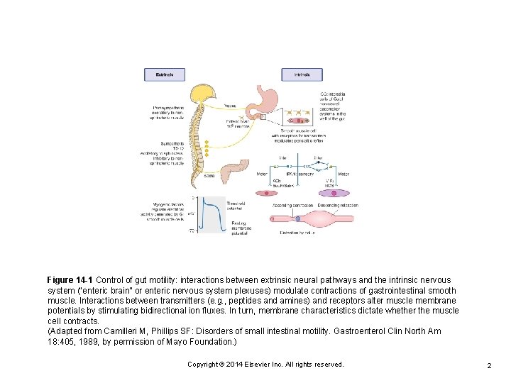 Figure 14 -1 Control of gut motility: interactions between extrinsic neural pathways and the