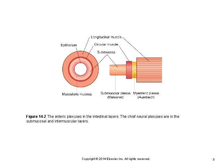 Figure 14 -2 The enteric plexuses in the intestinal layers. The chief neural plexuses