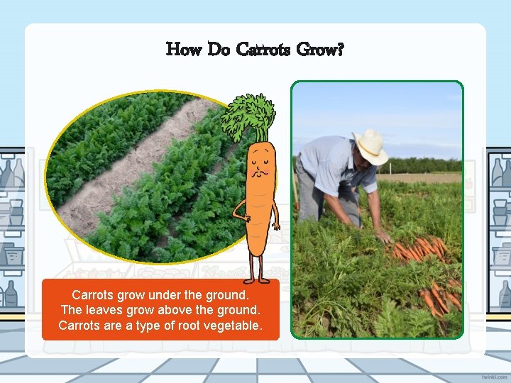 How Do Carrots Grow? Carrots grow under the ground. The leaves grow above the