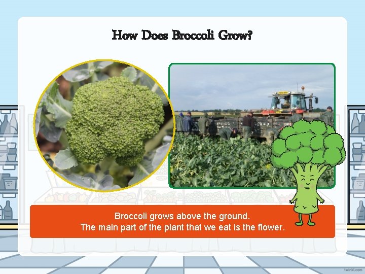 How Does Broccoli Grow? Broccoli grows above the ground. The main part of the