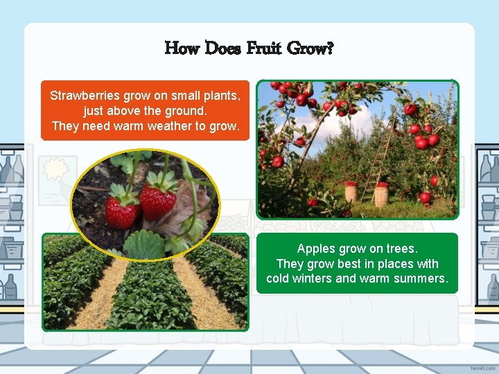 How Does Fruit Grow? Strawberries grow on small plants, just above the ground. They