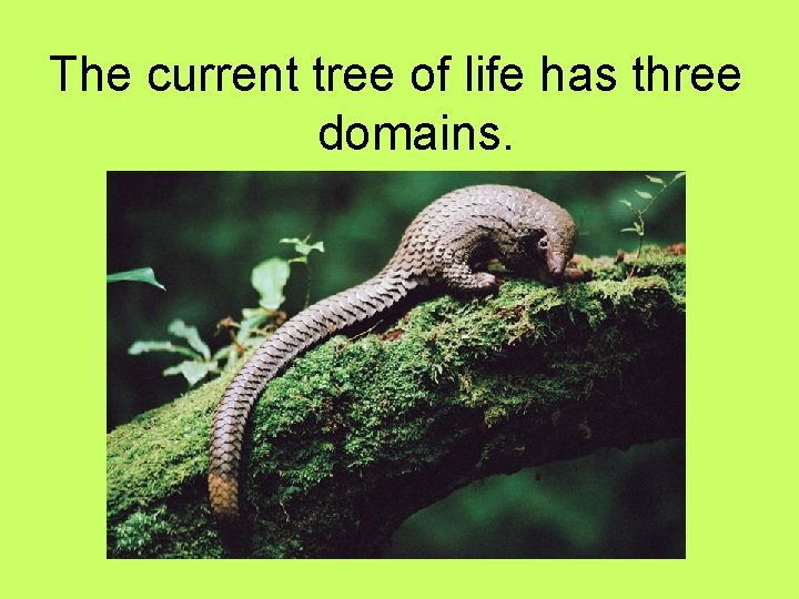 The current tree of life has three domains. 