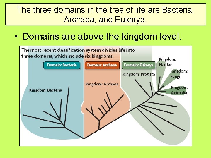 The three domains in the tree of life are Bacteria, Archaea, and Eukarya. •