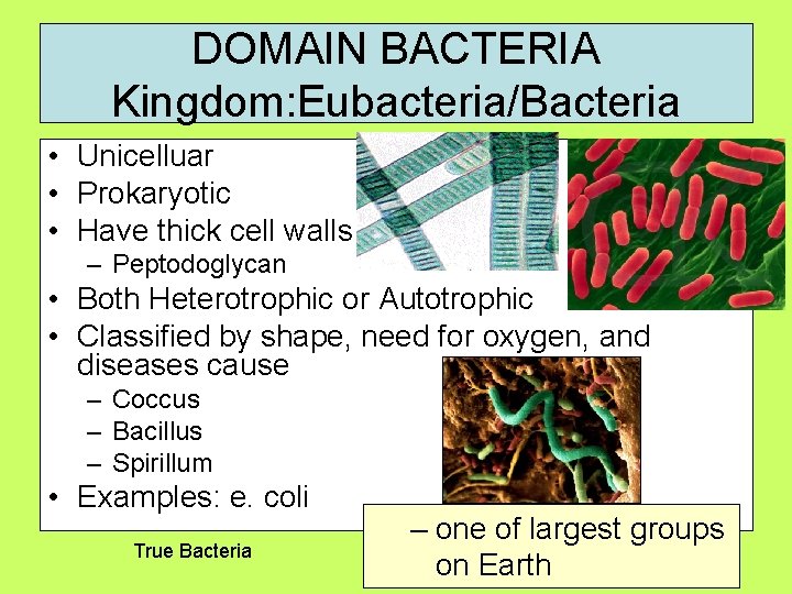 DOMAIN BACTERIA Kingdom: Eubacteria/Bacteria • Unicelluar • Prokaryotic • Have thick cell walls –