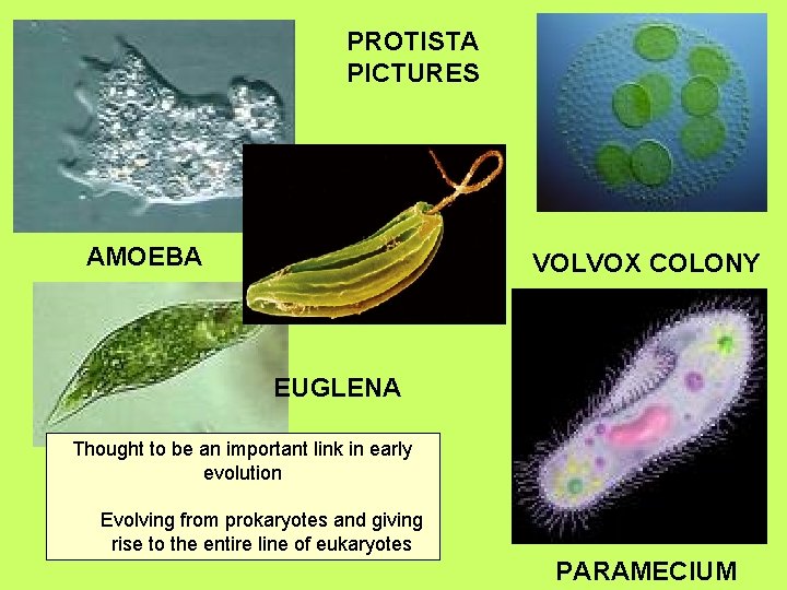 PROTISTA PICTURES AMOEBA VOLVOX COLONY EUGLENA Thought to be an important link in early