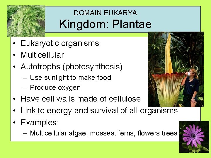 DOMAIN EUKARYA Kingdom: Plantae • Eukaryotic organisms • Multicellular • Autotrophs (photosynthesis) – Use