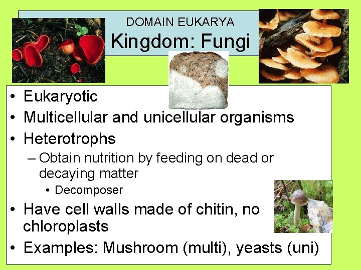 DOMAIN EUKARYA Kingdom: Fungi • Eukaryotic • Multicellular and unicellular organisms • Heterotrophs –