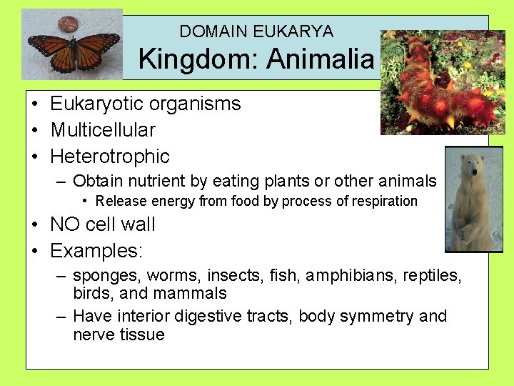 DOMAIN EUKARYA Kingdom: Animalia • Eukaryotic organisms • Multicellular • Heterotrophic – Obtain nutrient