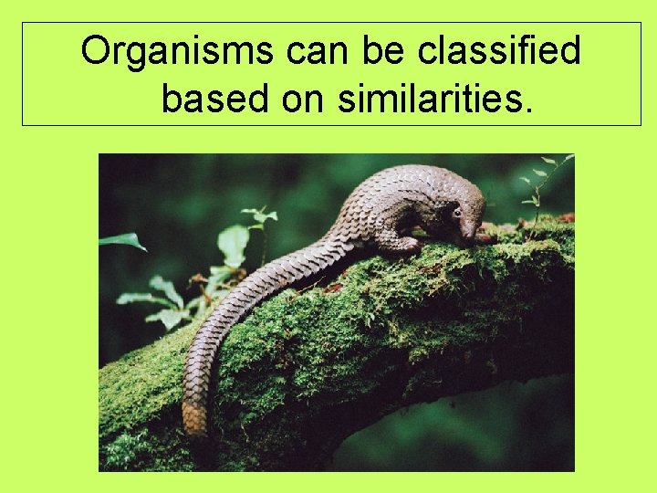 Organisms can be classified based on similarities. 