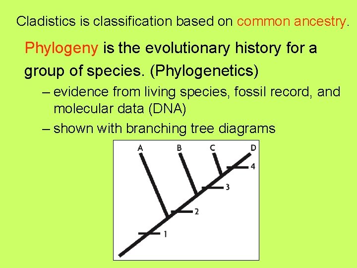 Cladistics is classification based on common ancestry. Phylogeny is the evolutionary history for a