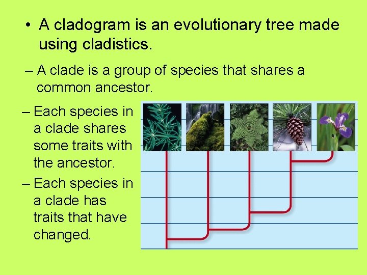  • A cladogram is an evolutionary tree made using cladistics. – A clade