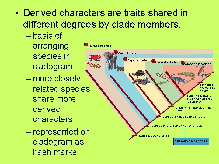  • Derived characters are traits shared in different degrees by clade members. –