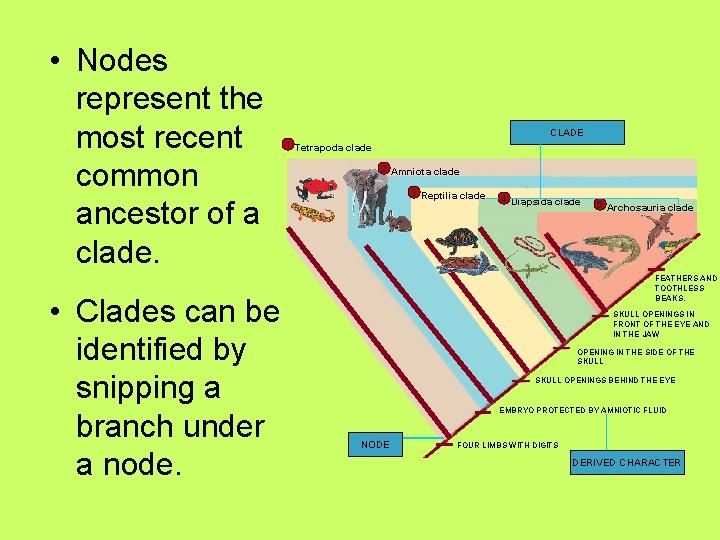 • Nodes represent the most recent common ancestor of a clade. • Clades