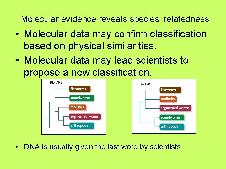 Molecular evidence reveals species’ relatedness. • Molecular data may confirm classification based on physical
