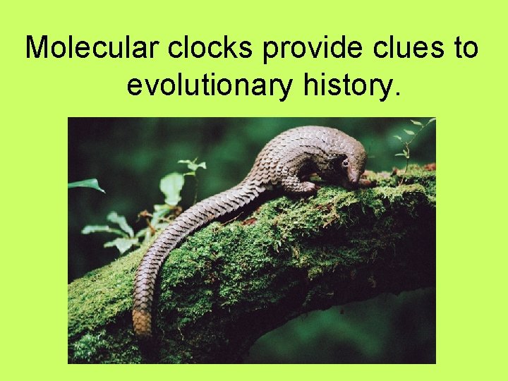Molecular clocks provide clues to evolutionary history. 
