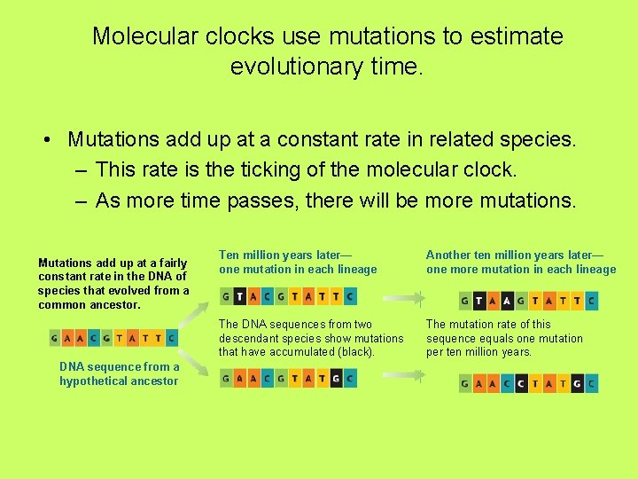 Molecular clocks use mutations to estimate evolutionary time. • Mutations add up at a