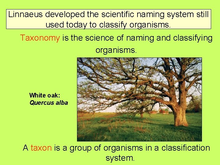 Linnaeus developed the scientific naming system still used today to classify organisms. Taxonomy is