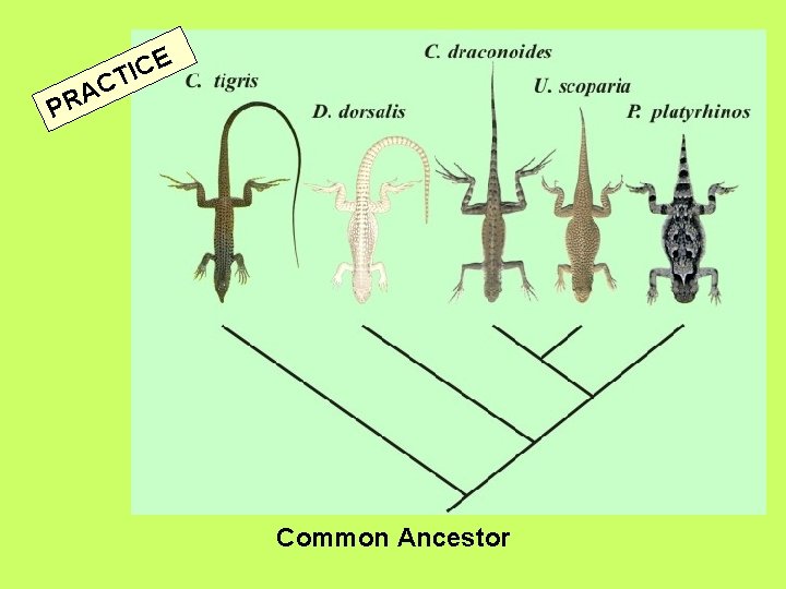 E C I T C A R P Common Ancestor 