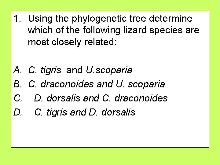 1. Using the phylogenetic tree determine which of the following lizard species are most