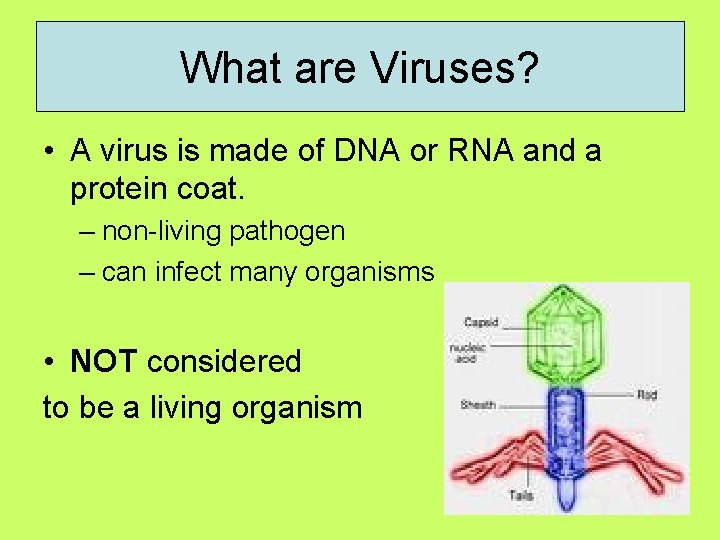 What are Viruses? • A virus is made of DNA or RNA and a