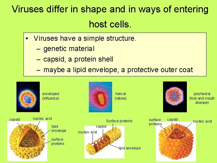 Viruses differ in shape and in ways of entering host cells. • Viruses have