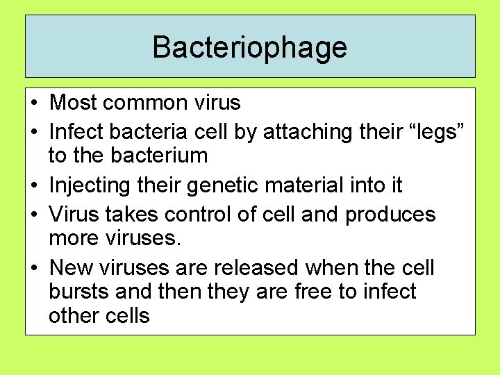 Bacteriophage • Most common virus • Infect bacteria cell by attaching their “legs” to