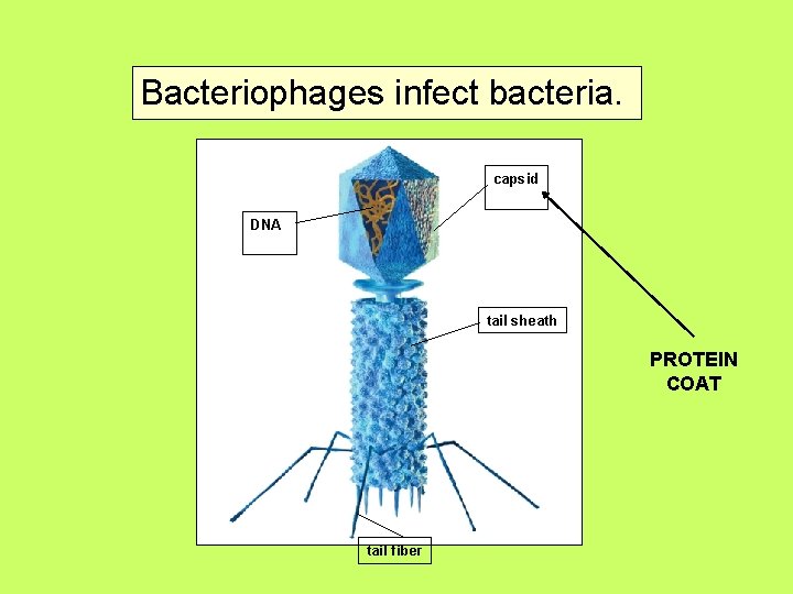 Bacteriophages infect bacteria. capsid DNA tail sheath PROTEIN COAT tail fiber 