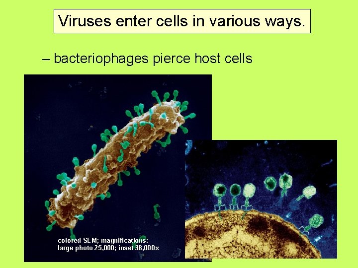 Viruses enter cells in various ways. – bacteriophages pierce host cells colored SEM; magnifications: