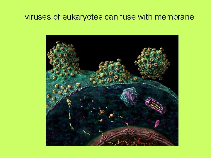 viruses of eukaryotes can fuse with membrane 