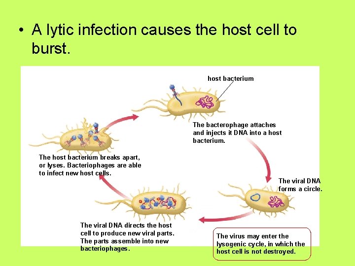  • A lytic infection causes the host cell to burst. host bacterium The