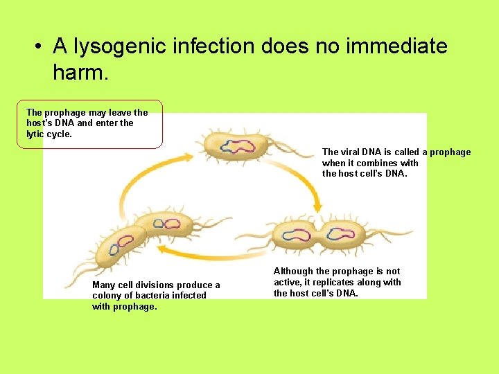  • A lysogenic infection does no immediate harm. The prophage may leave the