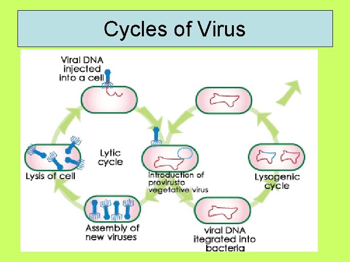 Cycles of Virus 