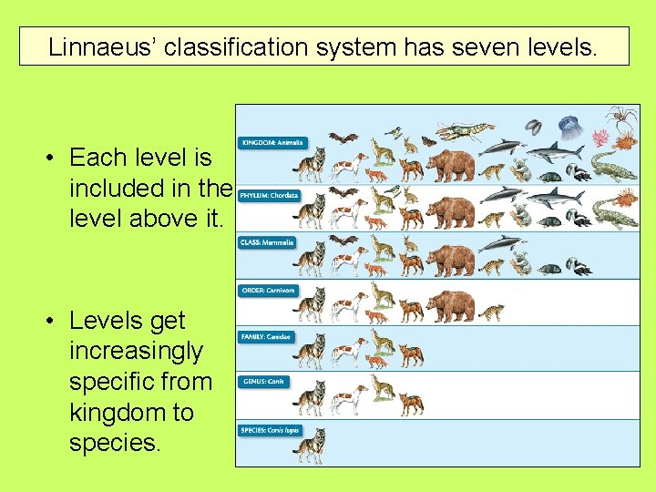 Linnaeus’ classification system has seven levels. • Each level is included in the level