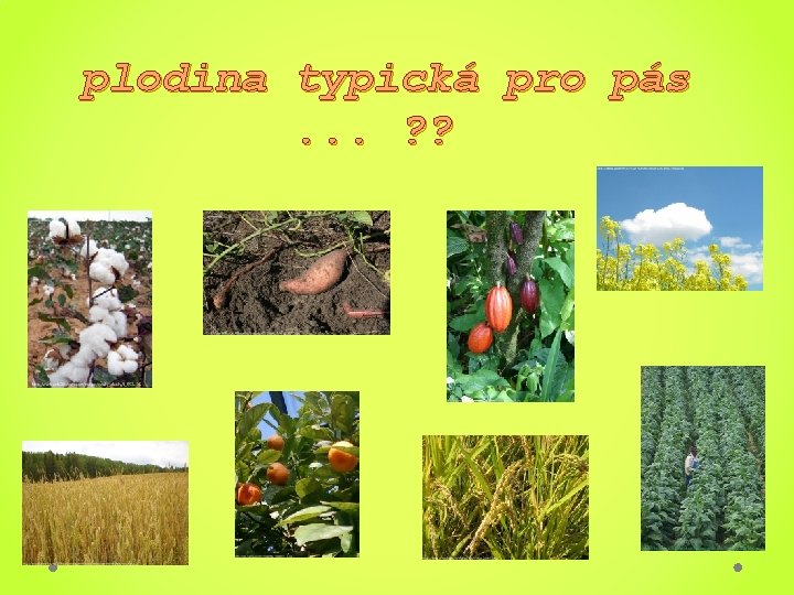 plodina typická pro pás. . . ? ? 